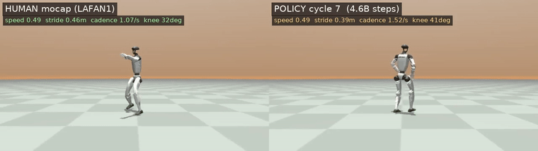 Side-by-side comparison: LAFAN1 human motion-capture reference on the left (speed 0.49 m/s, stride 0.46 m, cadence 1.07/s) and the trained Unitree G1 policy at cycle 7 on the right (speed 0.49 m/s, stride 0.39 m, cadence 1.52/s, 4.6B training steps), both walking in MuJoCo with overlaid gait metrics